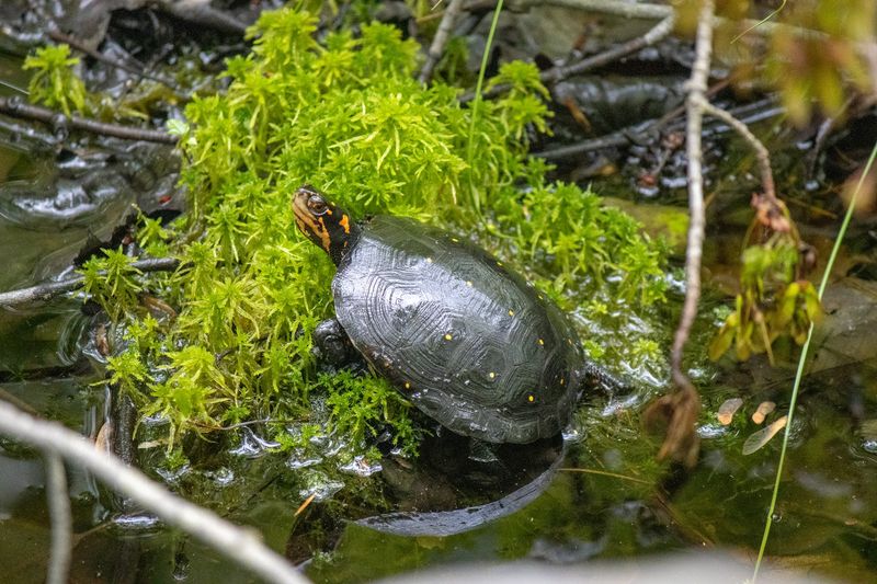 Reptiles and Amphibians Basking in the Sun