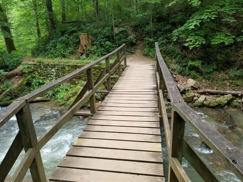 Dog-Friendly Trails and Picnic Spots for a Perfect Day Out