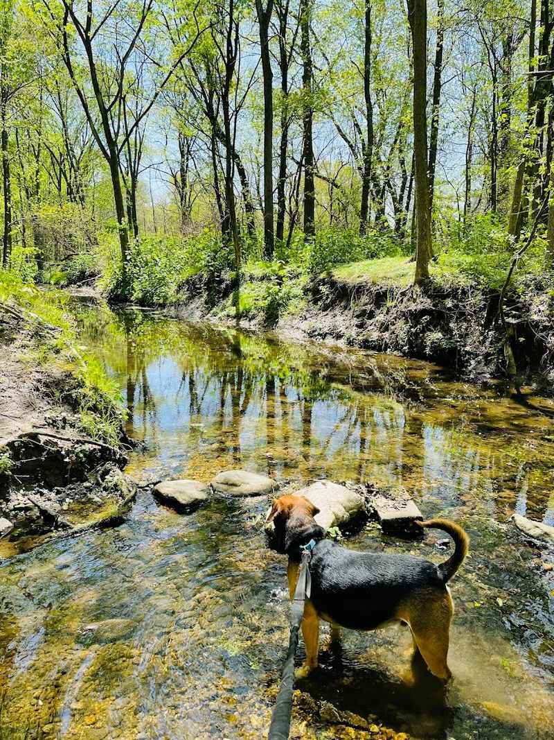 Dog-Friendly Trails With a Simple Rule Dog-Friendly Trails With a Simple Rule