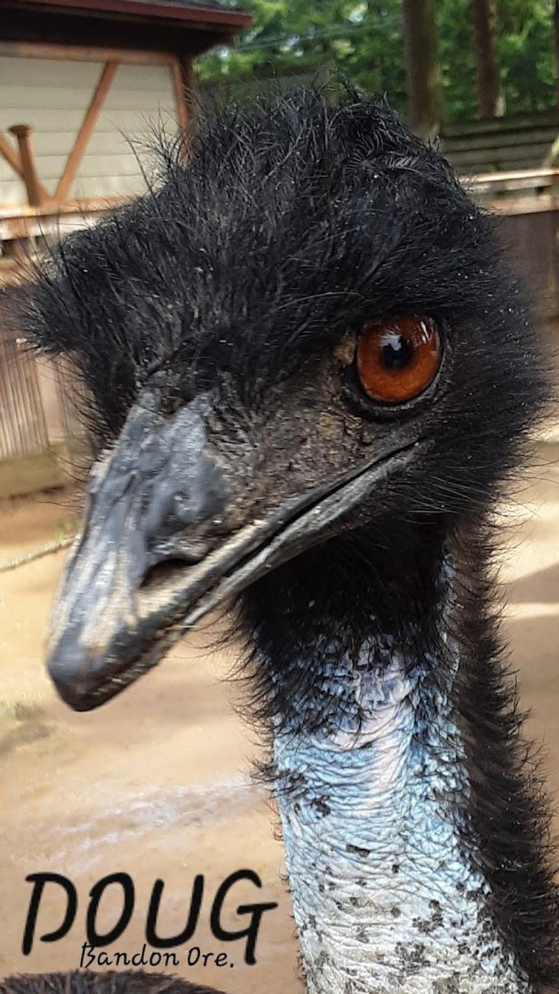 Capybaras, Emus, and Creatures You Did Not Expect