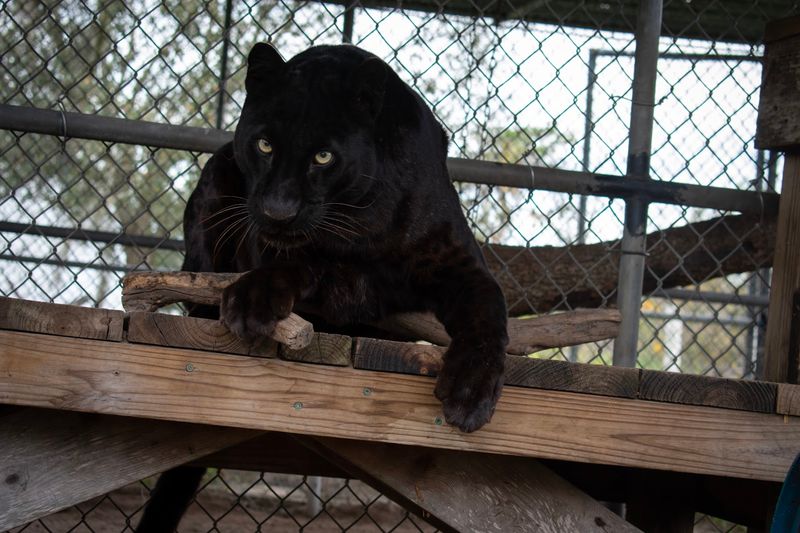 Big Cats With Big Stories