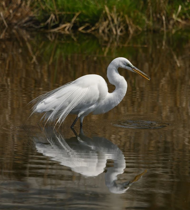 A Former Landfill Turned Wildlife Haven: The Backstory