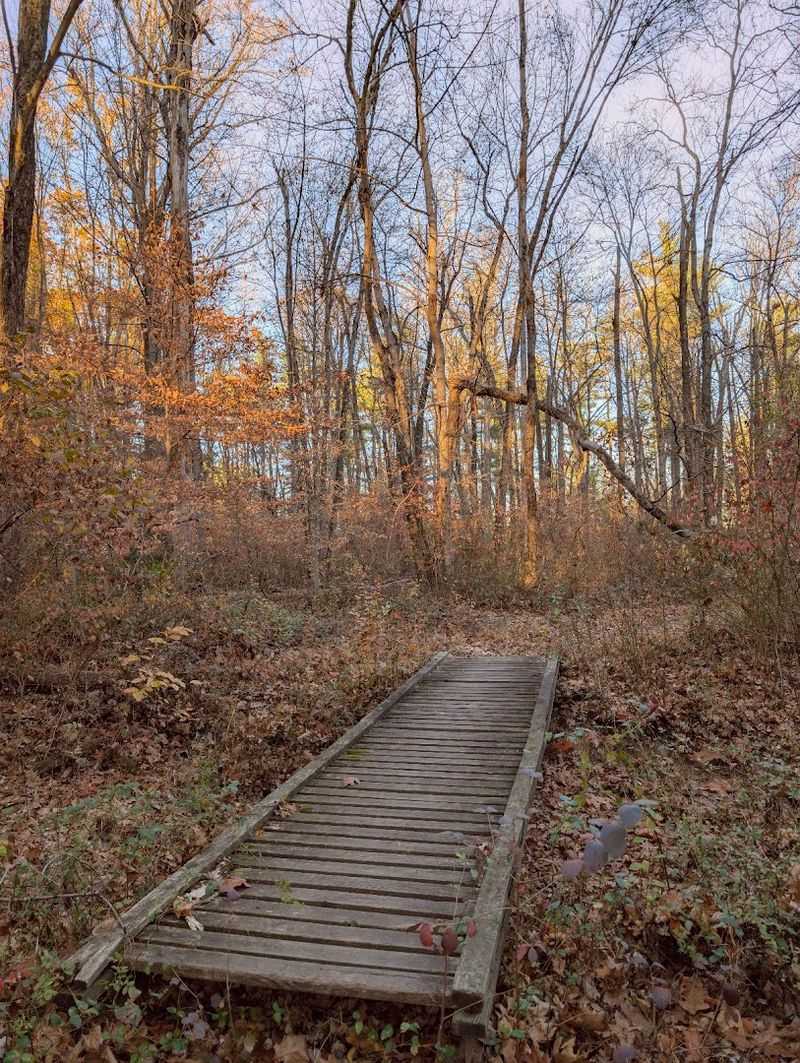 Walking Through the Magical Institute Woods