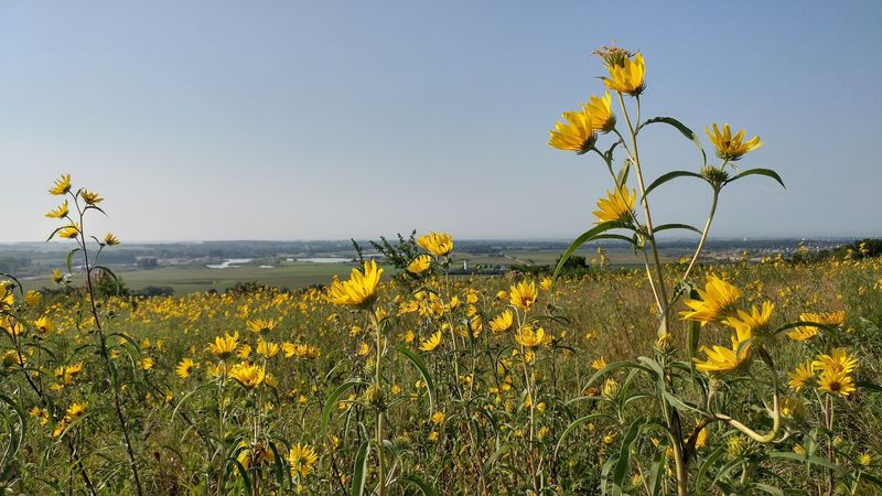 Native Prairie Wildflowers and Hidden Cacti