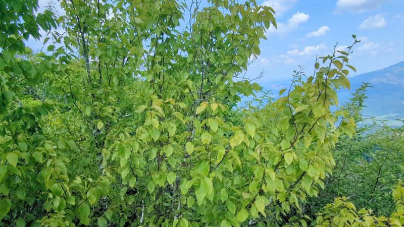 Wildlife You Might Spot Along the Way