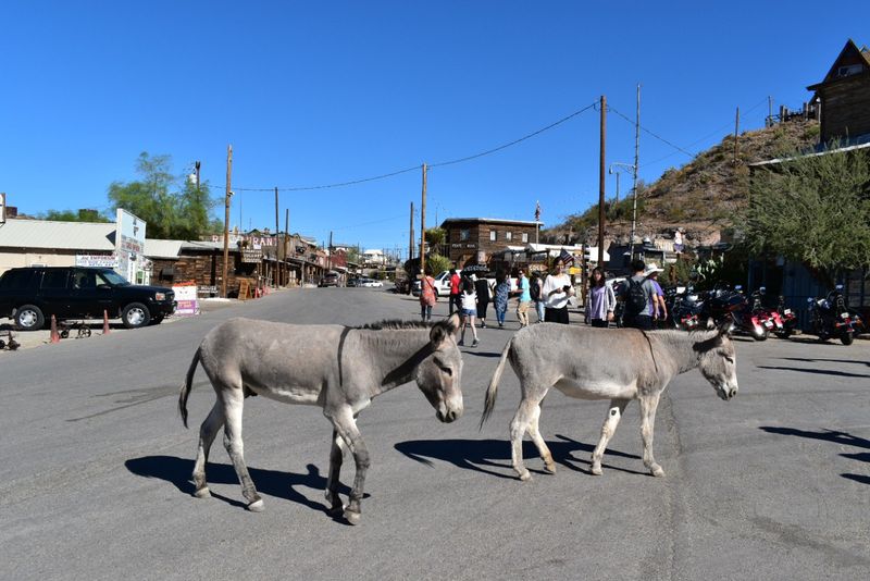Feeding the Burros: Carrots, Pellets, and a Few Ground Rules