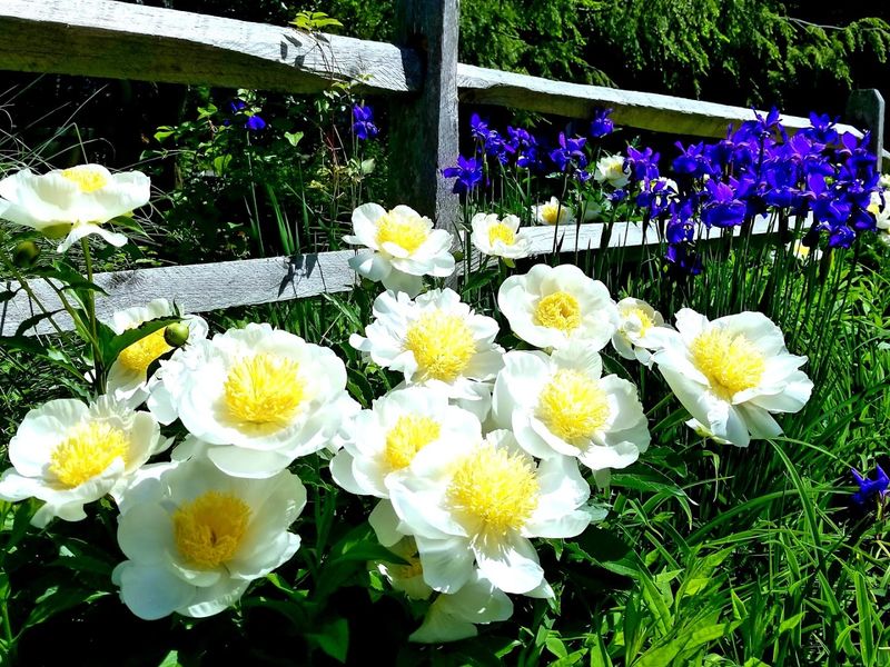 May Blooms That Turn the Garden Into Pure Color