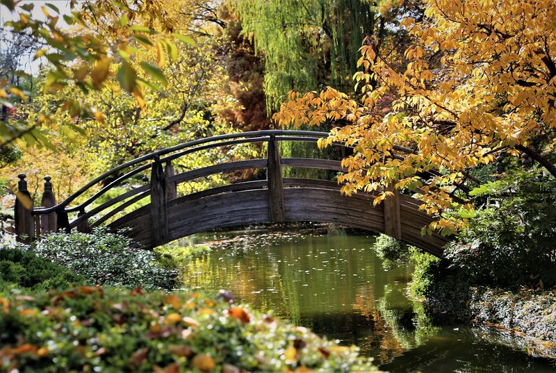 Fall Foliage and the Chrysanthemum Festival