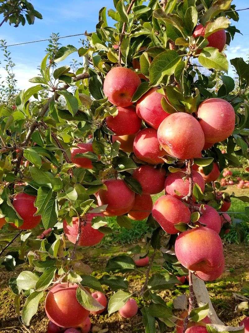 Apple Picking Across the Orchard: A Fall Tradition Worth the Drive