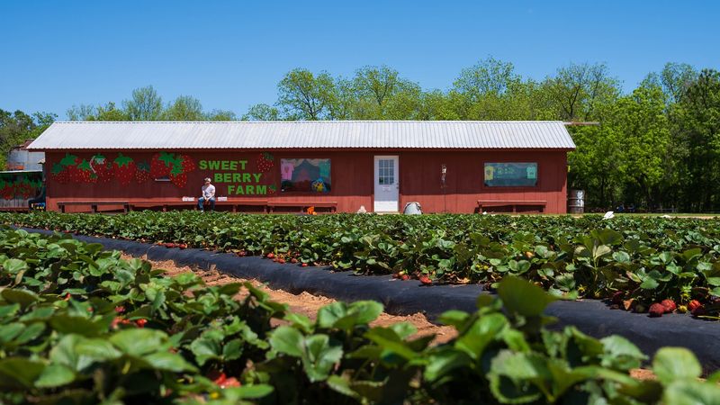 Homemade Treats You Will Think About on the Drive Home