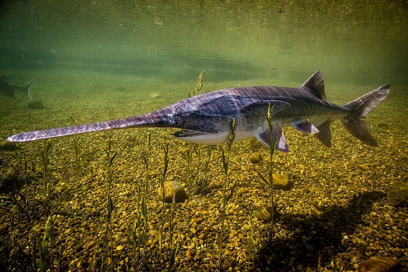 Giant Paddlefish Sharing the Water With You