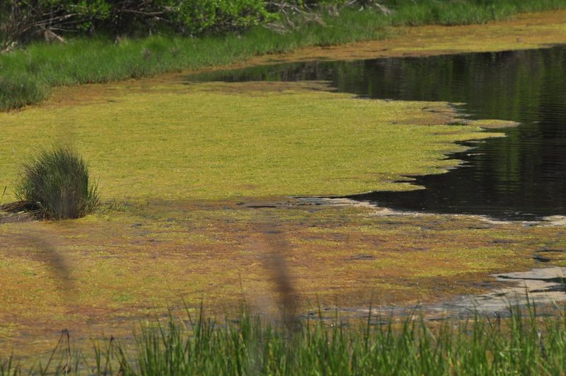 Salt Marshes and the Ecosystem That Holds It All Together
