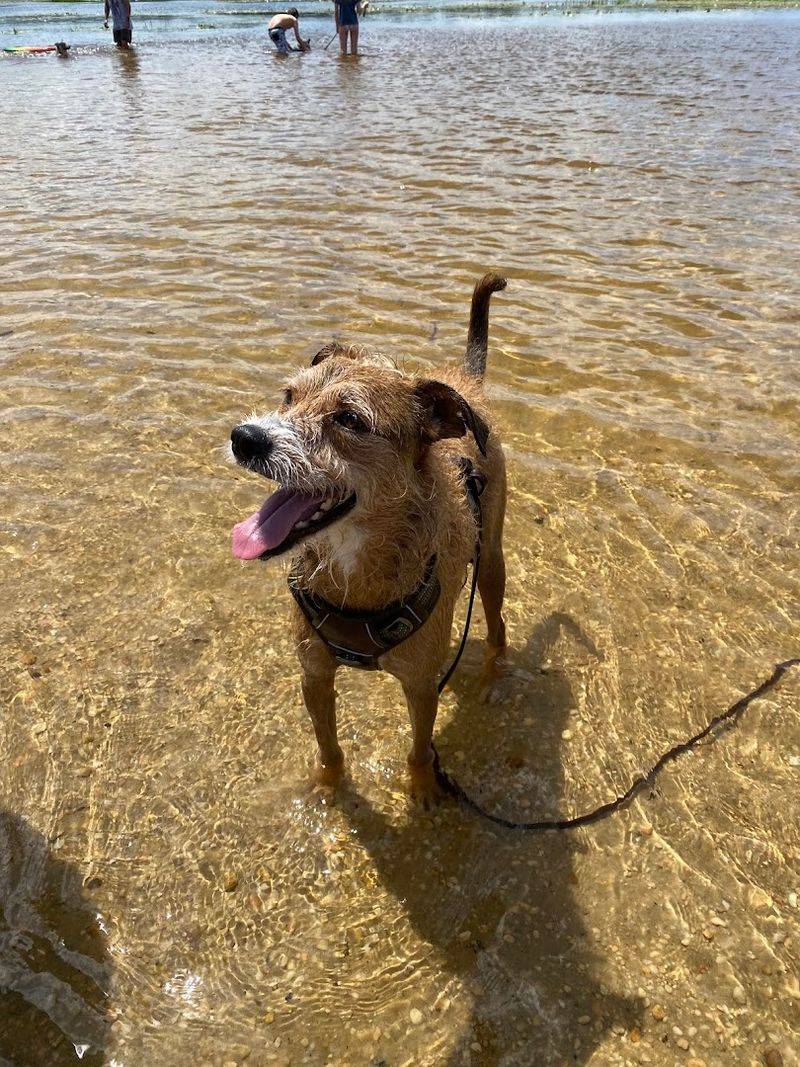 A Spot Where Dogs Get to Be Fully, Joyfully Wild