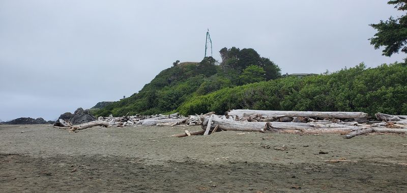 Driftwood, Kelp, and the Wild Character of the Beach Itself