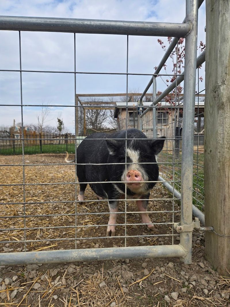 Learn Something Real About Farm Animal Rescue