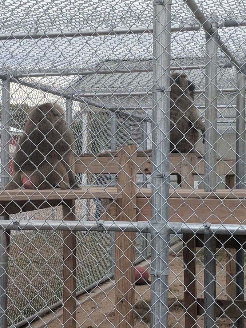 Observing Complex Social Bonds Between Primate Groups