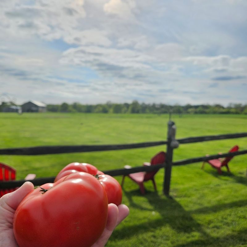 Vine-Ripe Tomatoes That Taste Like a Different Planet