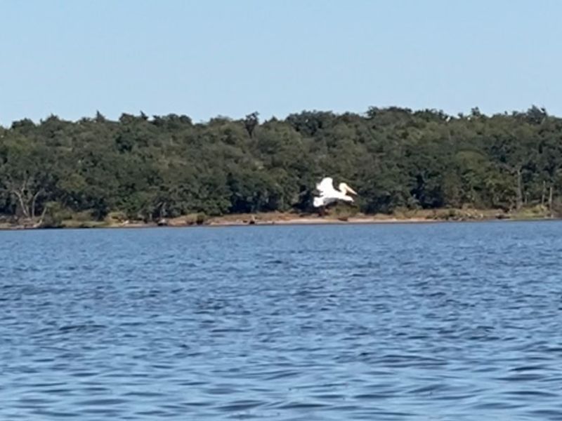 Wildlife Around the Lake That Keeps You Looking Up