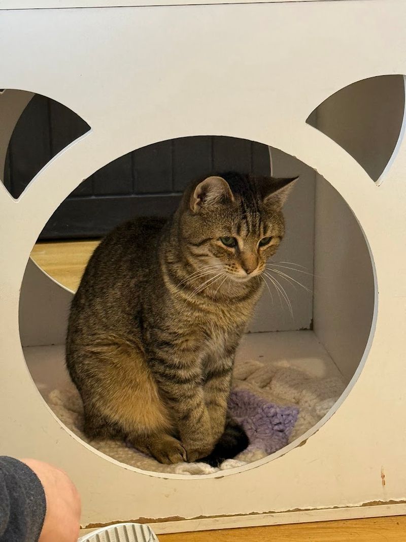 Perches Cushions And Cubed Nooks For Every Feline