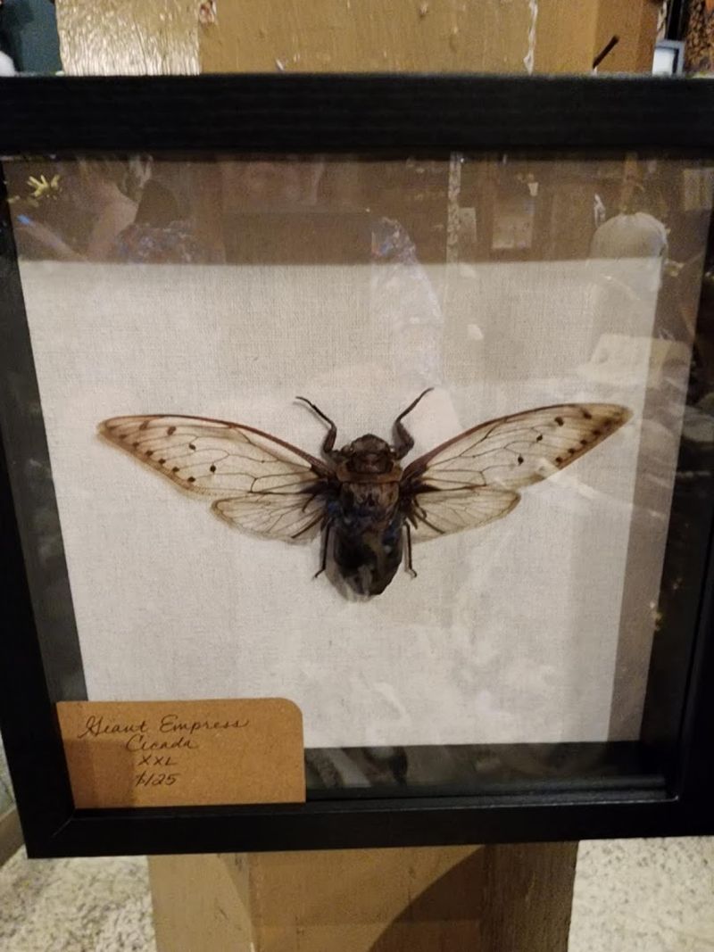 Bug Taxidermy and Entomology Wonders