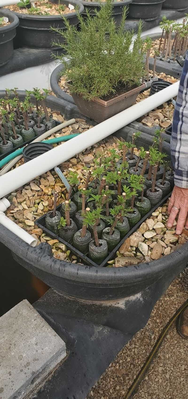 Elderberry Plants Available for Your Own Garden