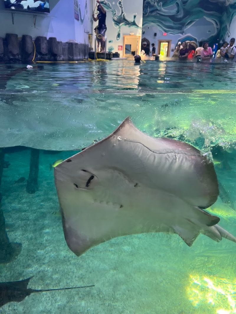 The Stingray Touch Tank: Silky, Weird, and Totally Worth It