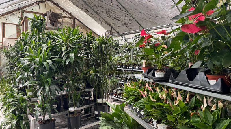 The Orchid Room Where Things Get a Little Fancy