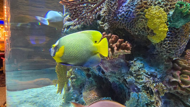 The Fish Keep The Room Alive