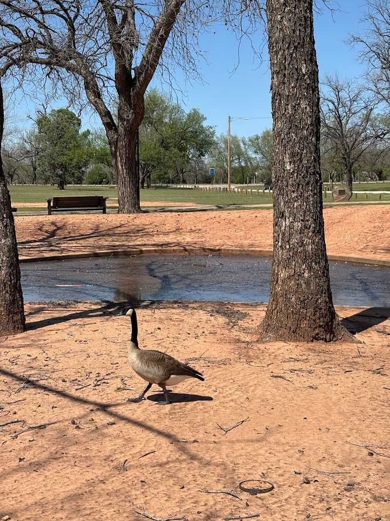 The Waterfowl Pond and Wildlife Watching