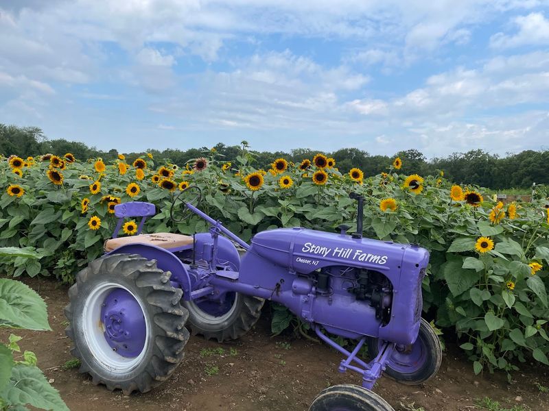 Hayrides Through the Farm: The Best Way to See It All