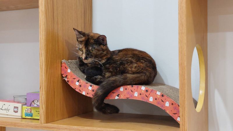 Herringbone Bookshelves And A Wooden Tree With Hammocks