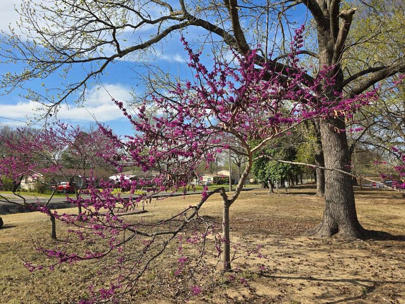 Azalea Festival Season Is Pure Color Overload
