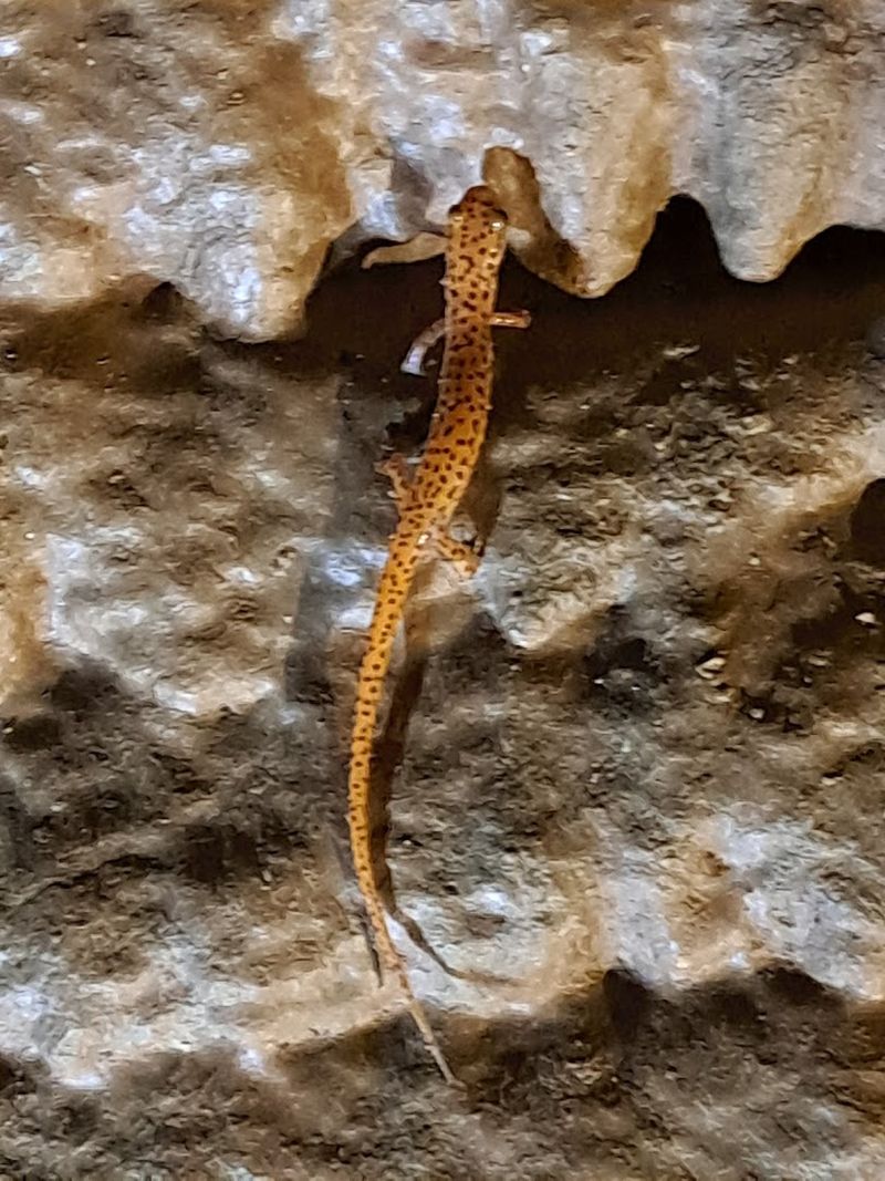 Rich Biodiversity Makes Every Visit a Wildlife Encounter