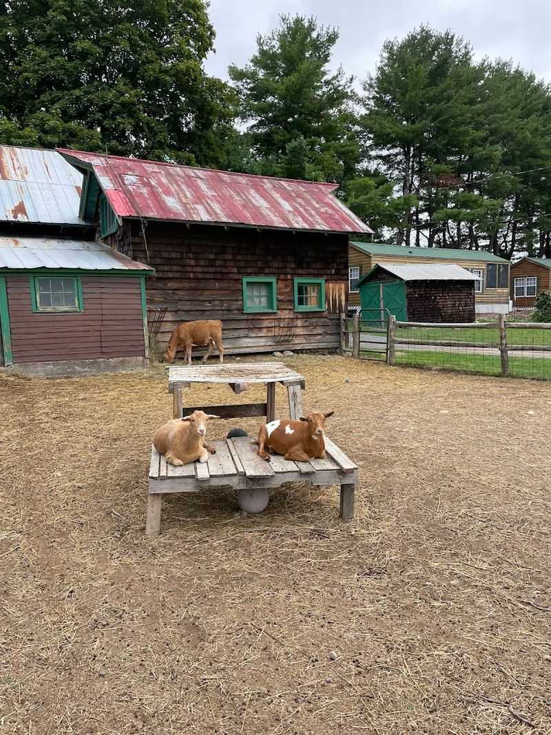 Lambs And Piglets And A Newborn Calf