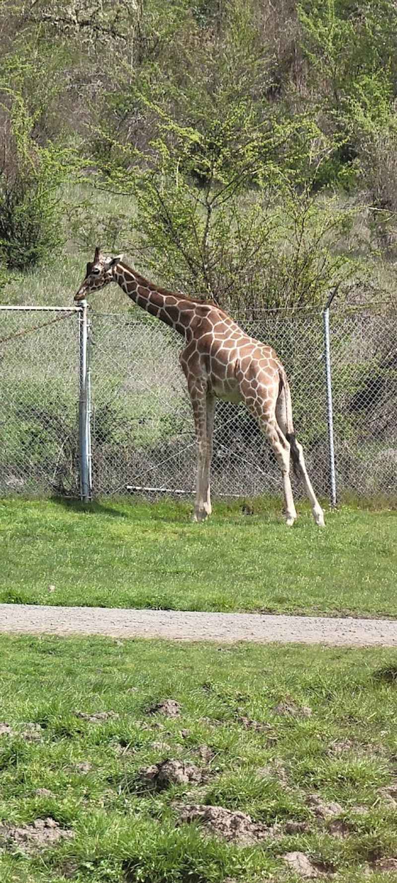 Giraffes That Walk Right Up to Your Car