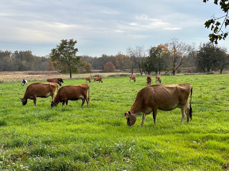 Nearly 500 Acres of Regenerative Farmland