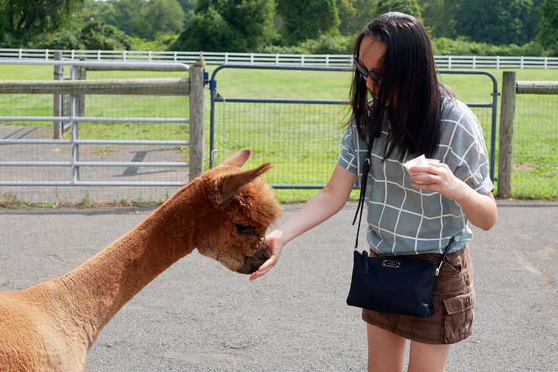 Feeding the Alpacas by Hand