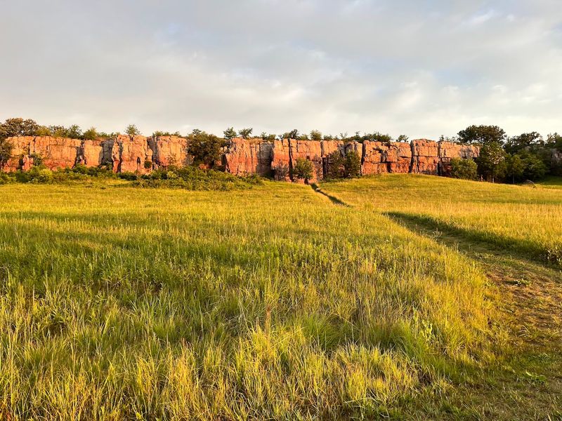 Bison Roaming Free on the Open Prairie