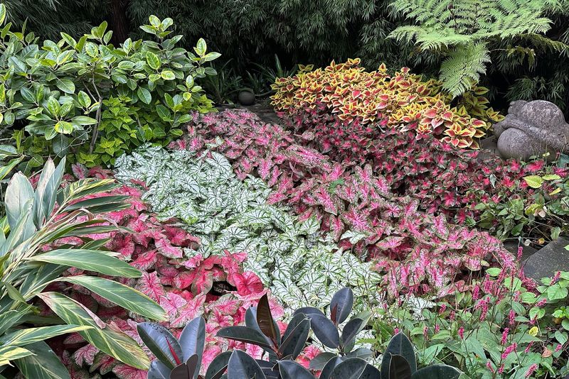 Caladium Bus Tours Through the Fields