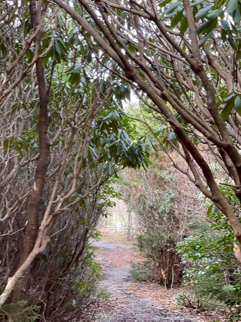 Rhododendron Tunnels: Nature's Most Dramatic Hallways
