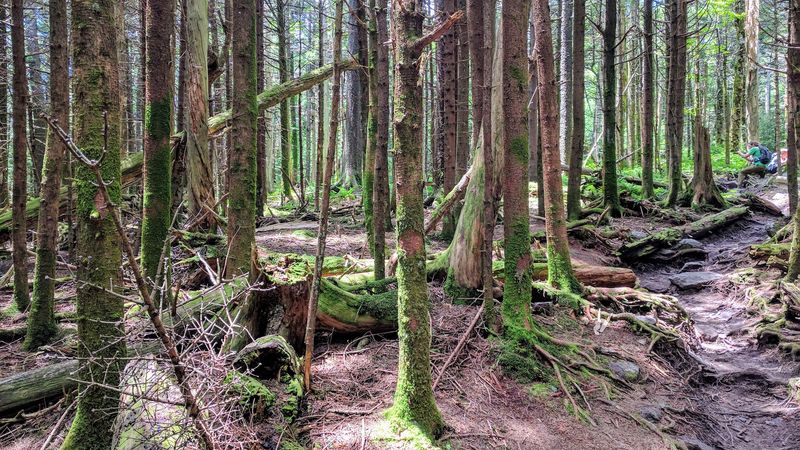 Lewis Fork Wilderness: The Wild Heart of the Hike