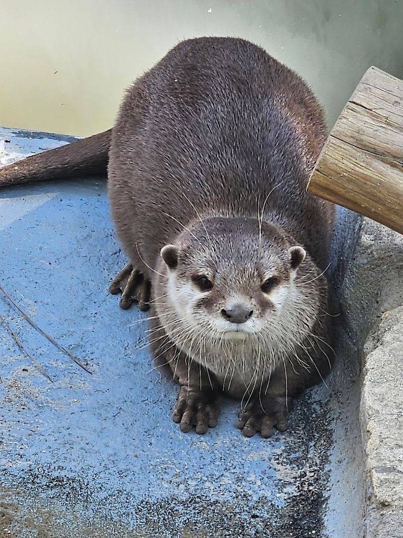 Small Mammals That Will Absolutely Steal Your Heart