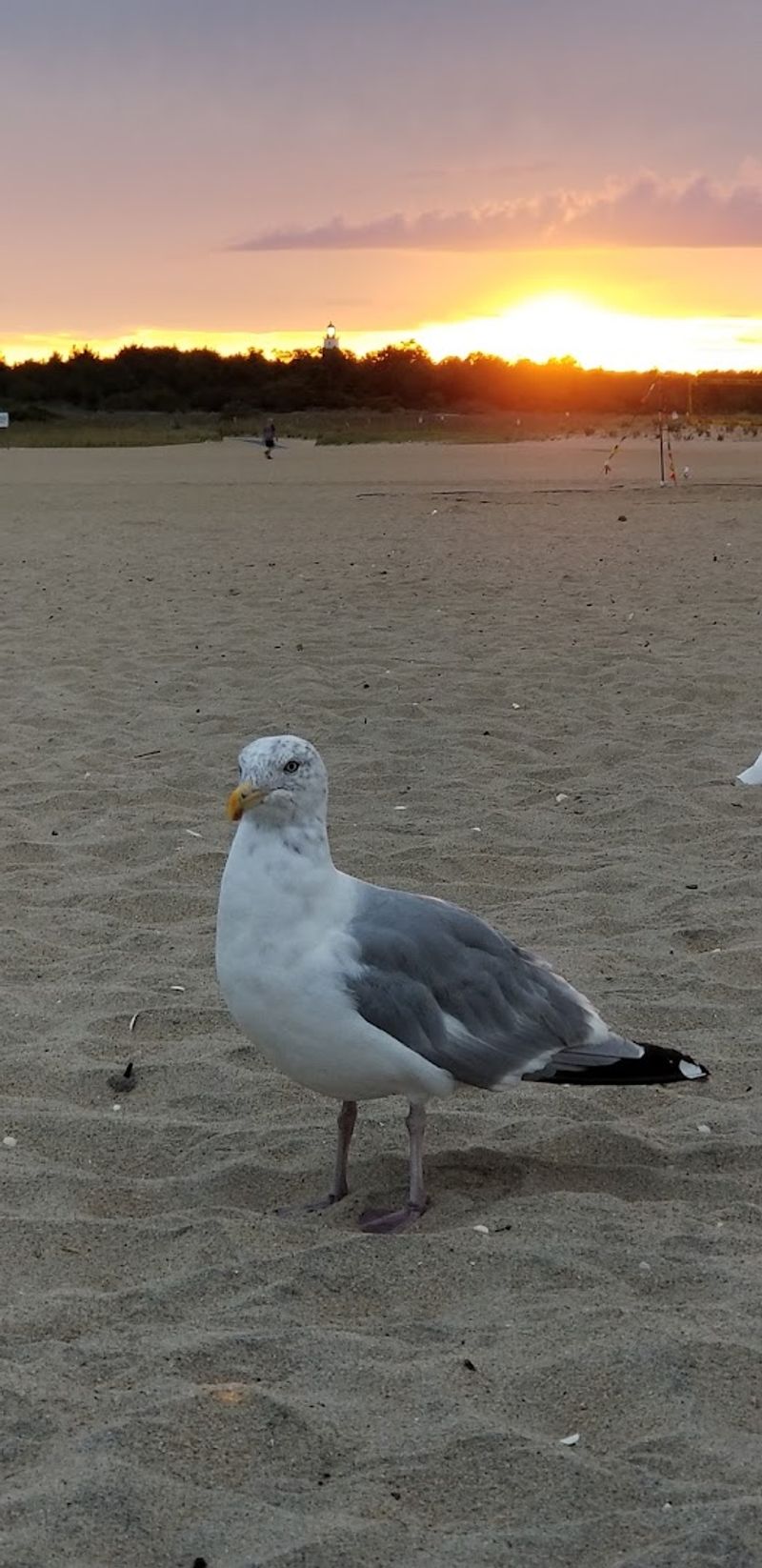 Wildlife and Nature Add a Whole Other Layer