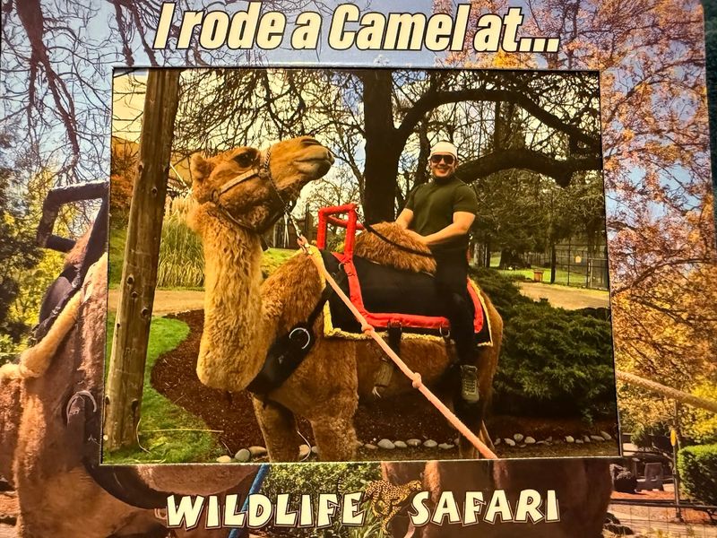 Camel Rides and Family-Friendly Activities