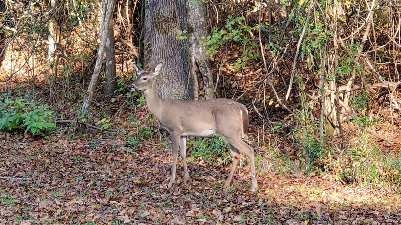Wildlife Watching Along the Trails and Shorelines
