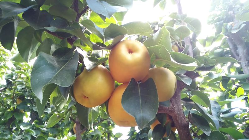 Peaches Pears And Apples Straight From The Trees