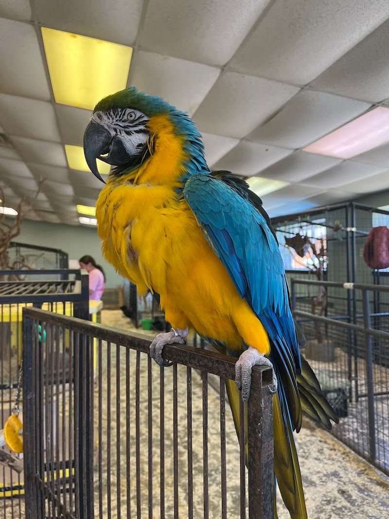 Exotic Birds and Their Bold, Beautiful Personalities