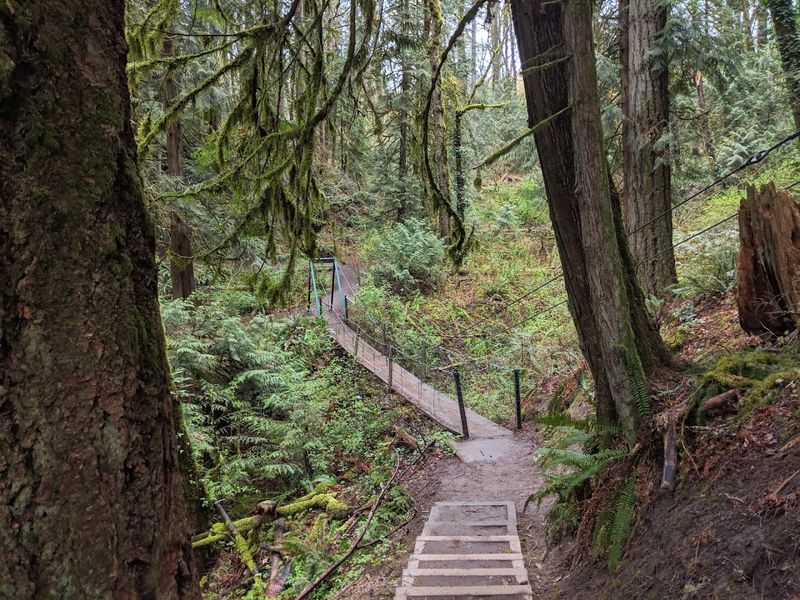 Owls in the Canopy Above