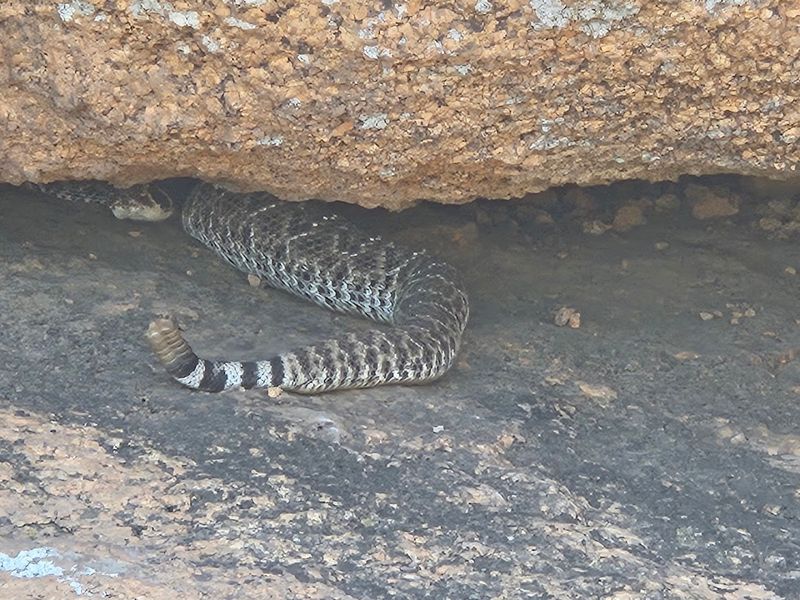 Wildlife You Might Cross Paths With