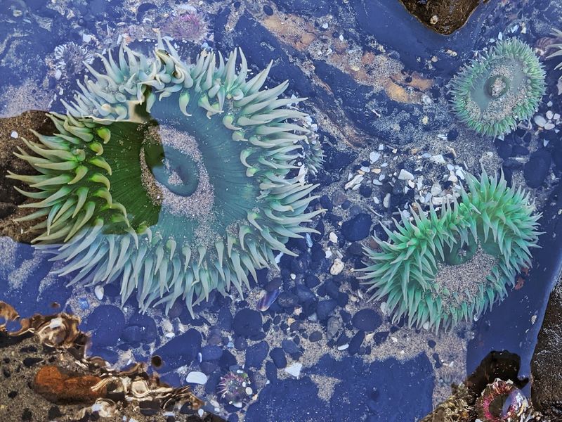 Exploring the Tide Pools Up Close